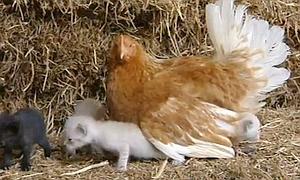 Una Gallina Adopta A Dos Gatitos