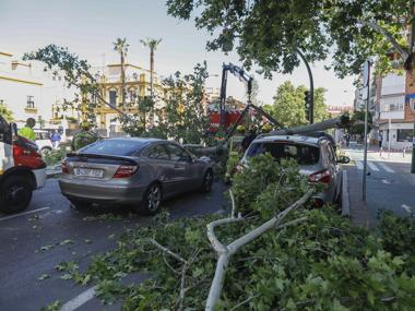 Ramas de árboles caídas sobre coches en la avenida de la Cruz del Campo