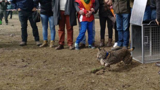 Suelta en el área de reintroducción de Guarrizas de una hembra criada en cautividad