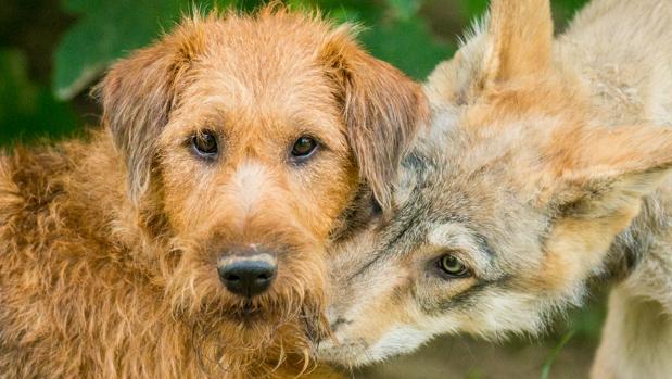 Perro Lobo Iberico Vs Perro Lobo Checoslovaco