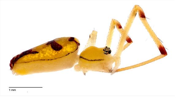 Una araña Bernie Sanders hembra (Spintharus berniesandersi), en una vista lateral