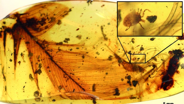 Una investigación publicada recientemente por Peñalver encontró una garrapata junto a una pluma de dinosaurio (en la imagen)