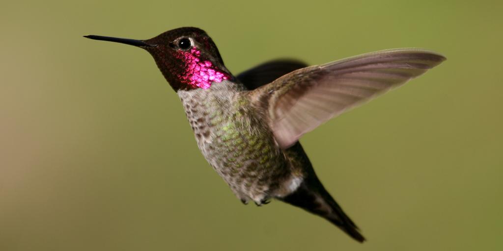 El Secreto Para Volar Como Un Colibri