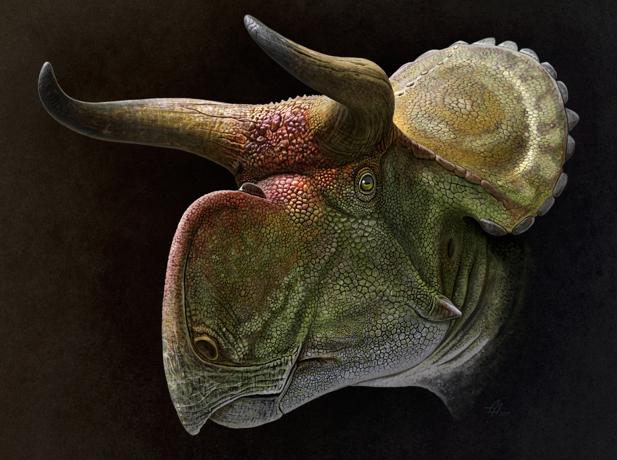 Cabeza de un Nasutoceratops