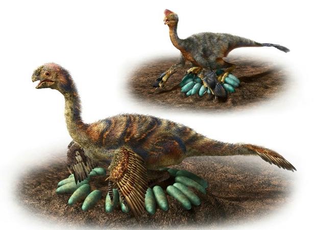 Los animales del género «Oviraptosaurus»