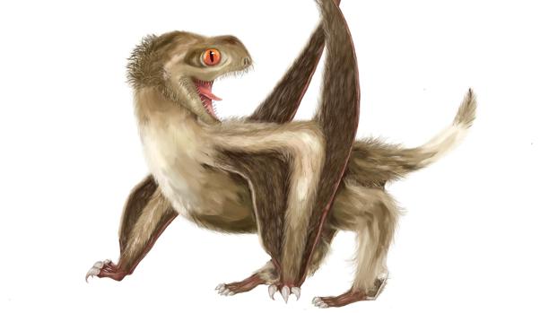 El pterosaurio de Daohugou con cuatro tipos de plumas sobre su cabeza, cuello, cuerpo y alas, de un color marrón jengibre