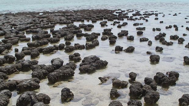 Estromatolitos situados en la costa de Australia. Los fósiles de este tipo de rocas, creadas por microbios, hoy permiten observar a seres vivos de miles de millones de años de antigüedad