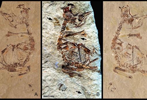 La muestra MPCM-LH-26189 de Las Hoyas se conserva entre dos losas de roca