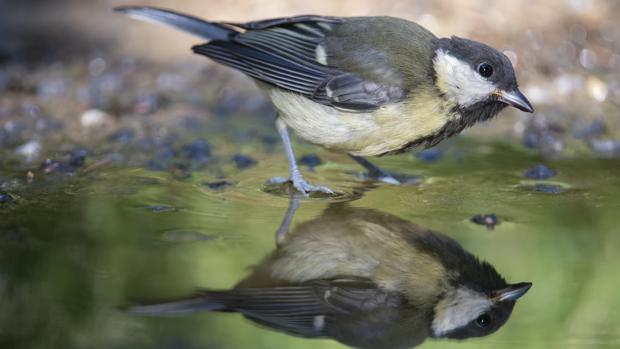 El carbonero común, una de las especies analizadas en el estudio