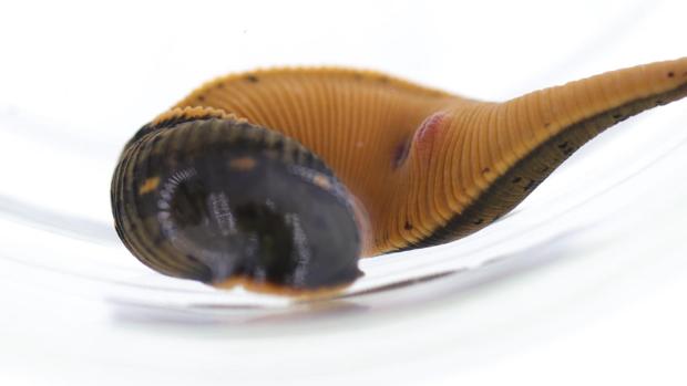 Macrobdella mimicus, la primera nueva especie de sanguijuela medicinal descubierta en más de 40 años