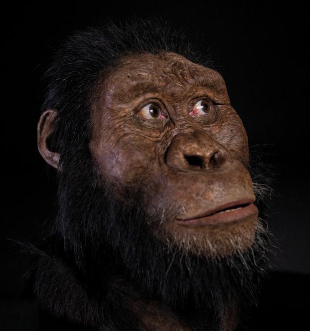 Reconstrucción facial de MRD