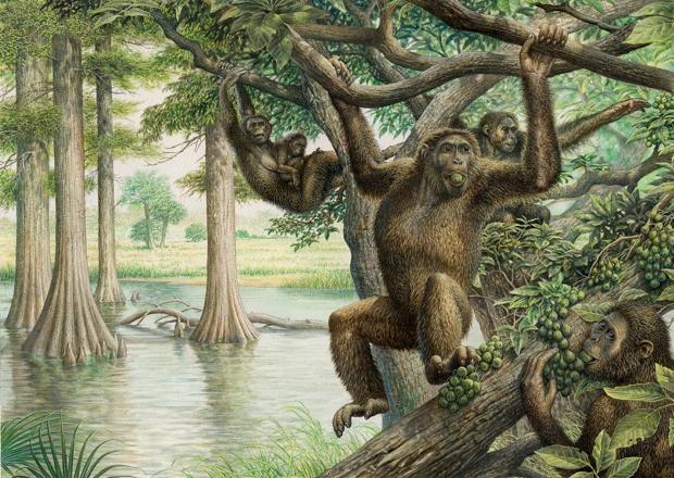 Los investigadores creen que Rudapithecus era bastante parecido a un mono, pero cuando caía se quedaba de pie como un humano