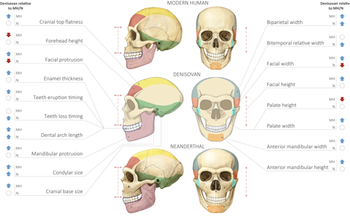Comparación del cráneo de humano moderno, denisovano y neandertal