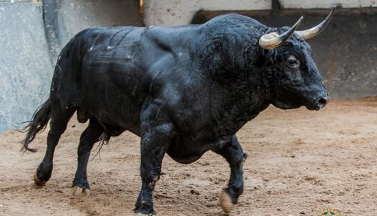 Primer toro