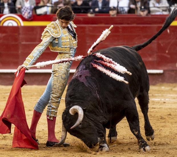 «Horroroso» embiste con pprofundidad en la muleta de Sebastián Castella
