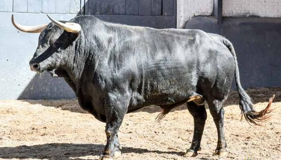 Primer toro
