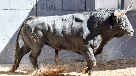 Quinto toro