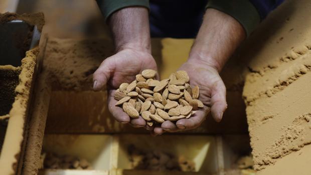 Almería lidera la exportación de almendras con casi dos tercios