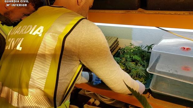 La Guardia Civil intervino en este piso de Tarazona más de 200 plantas de cannabis