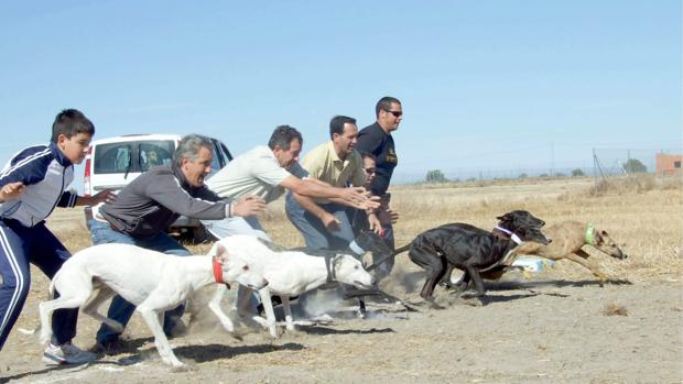 En Novés hay carrera de galgos por la mañana