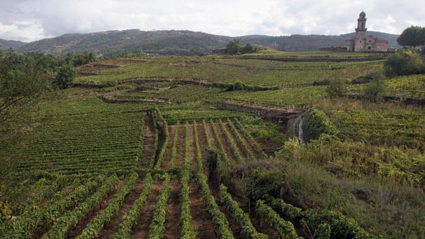 Viñas en la comarca orensana de O Ribeiro