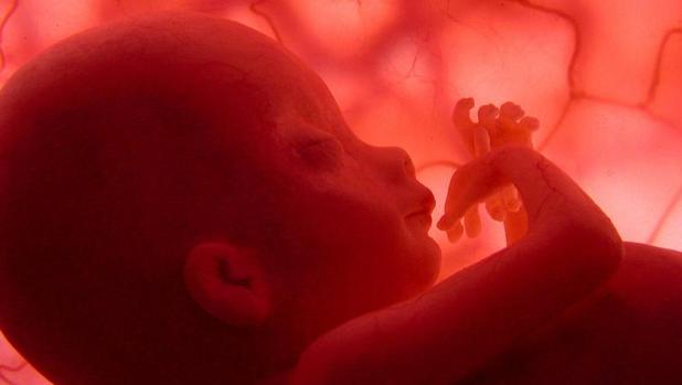 Imagen de un feto en un documental de National Greographic