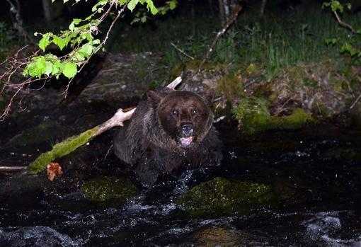 Una imagen del oso antes del rescate