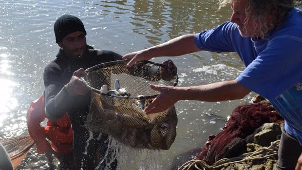 pescado de esteros