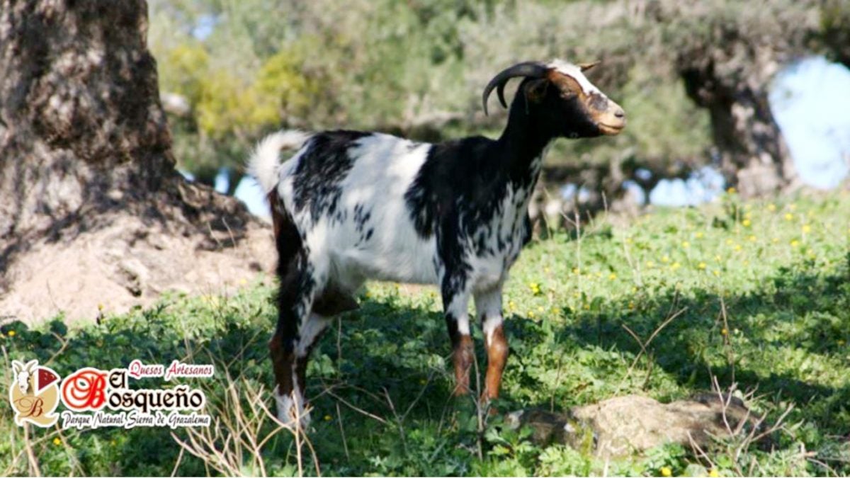 Cabra payoya autóctona de la Sierra de Cádiz.