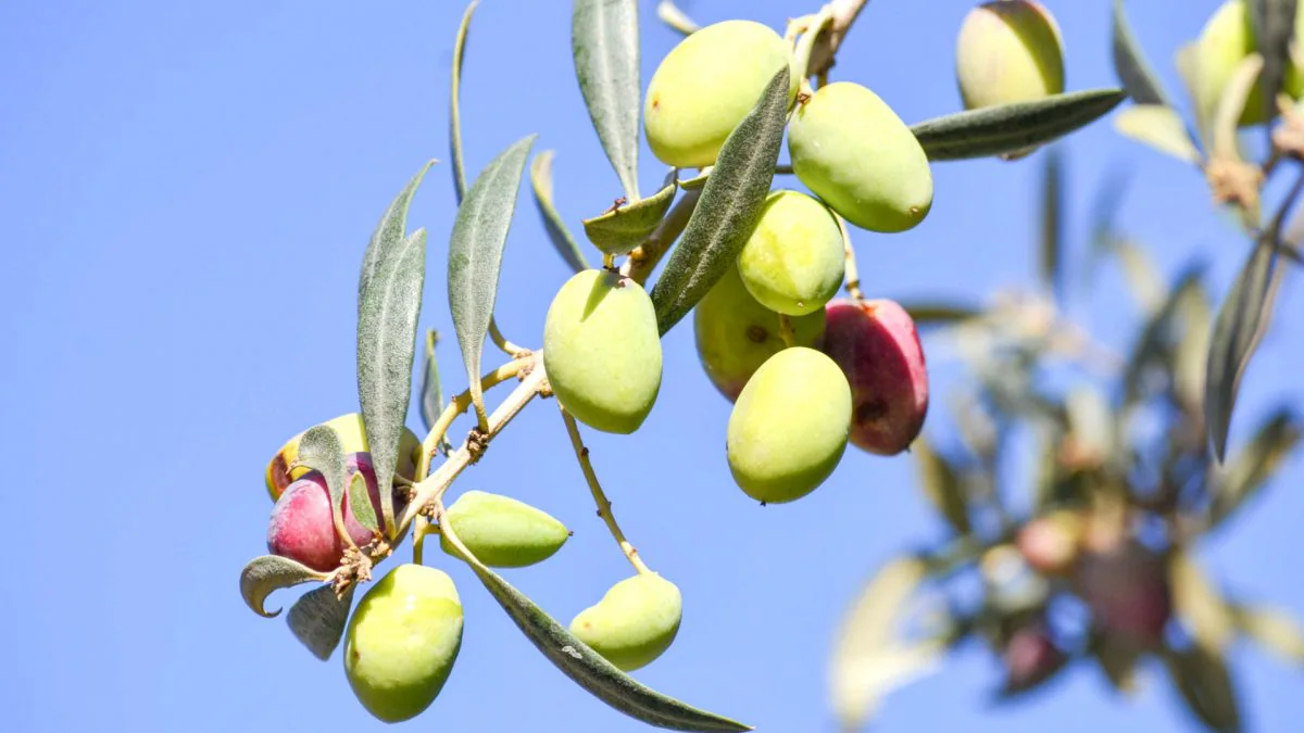 El aceite de la Sierra de Cádiz se elabora mezclando diferentes variedades de aceitunas.