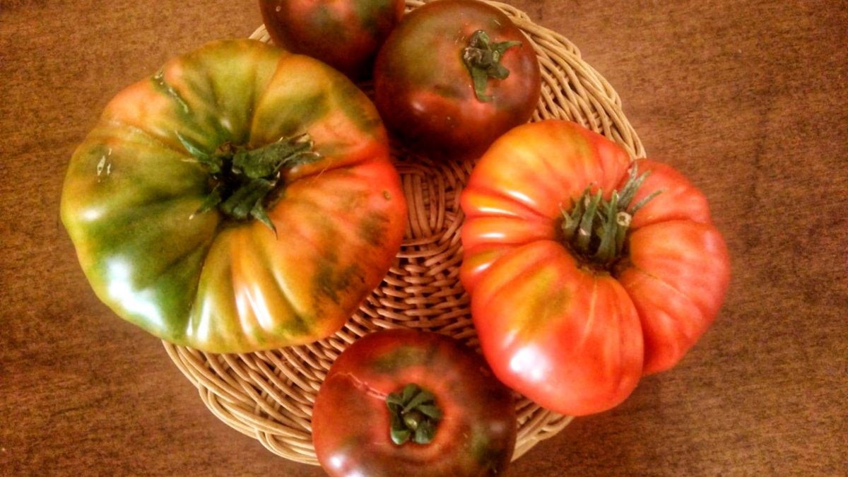 Se degustarán diferentes variedades de tomates ecológicos cultivados por Malasjierbas en Chiclana y Conil.