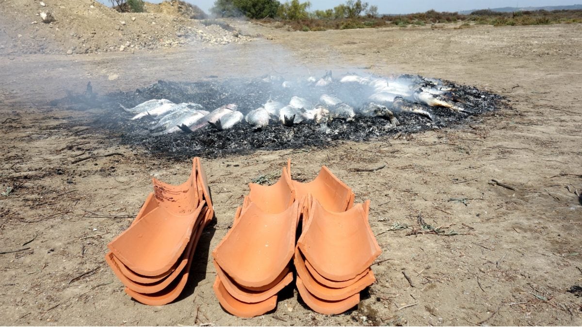 Las doradas y lubinas se asaron a la brasa y se sirvieron sobre una teja