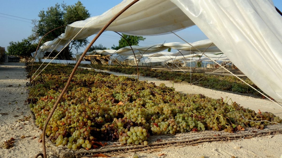 Uva Pedro Ximénez puesta a solear.