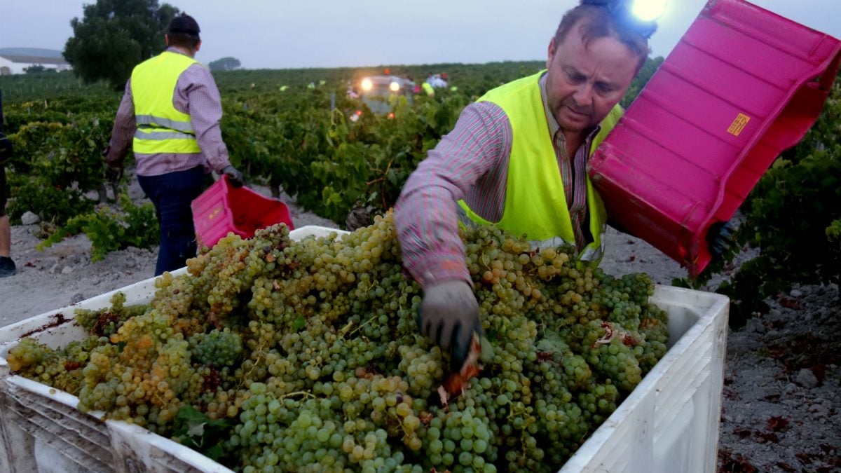 Este año González Byass ha comenzado la vendimia en la finca La Racha en la madrugada del 30 de agosto.