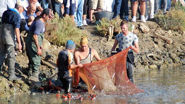 Despesque en una de las salinas del municipio chiclanero.