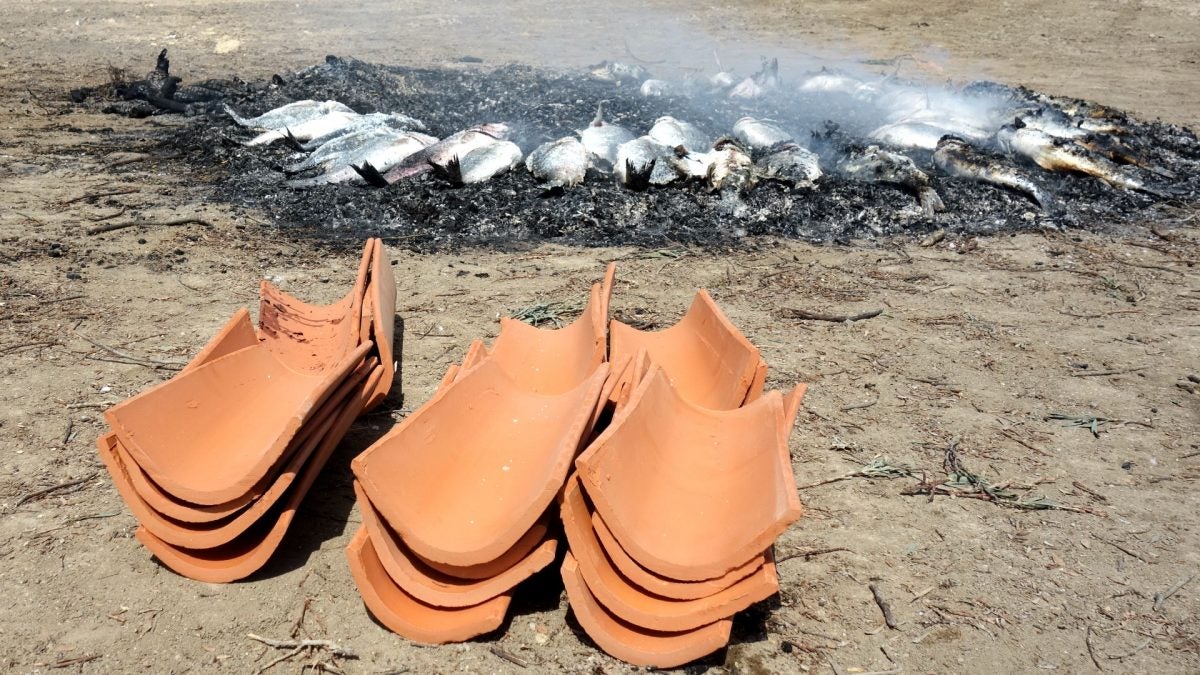 El pescado a la brasa a la teja es la forma tradicional de degustar el pescado de estero.