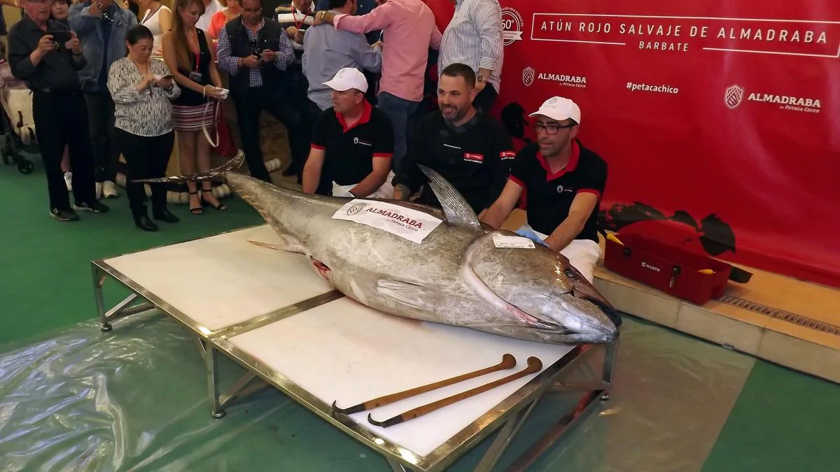 Un ronqueo de atún, en las actividades de la Semana Gastronómica del Atún de Barbate