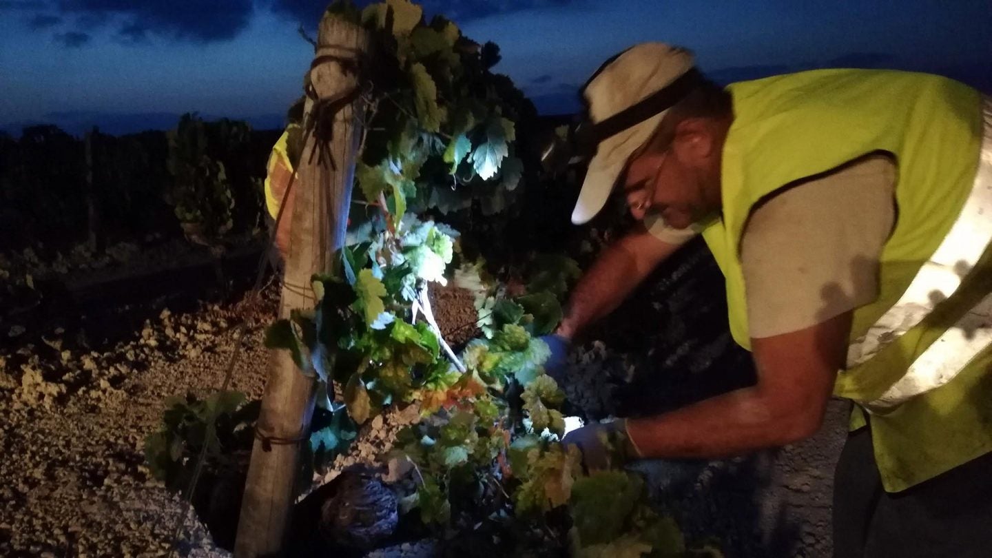 Uno de los trabajadores de la vendimia de Jerez en Macharnudo Alto, de González Byass.