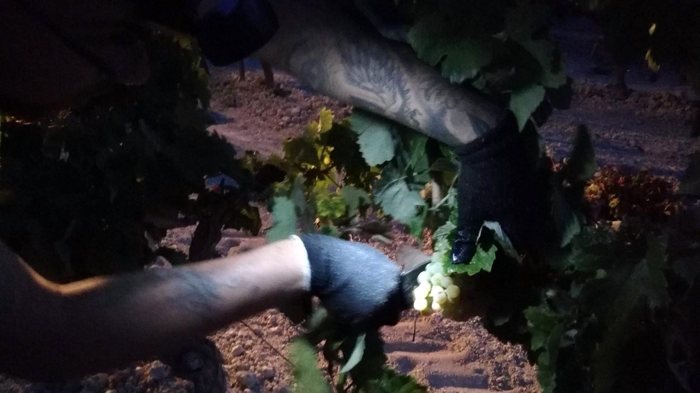 Uno de los vendimiadores cortando un racimo de uvas.