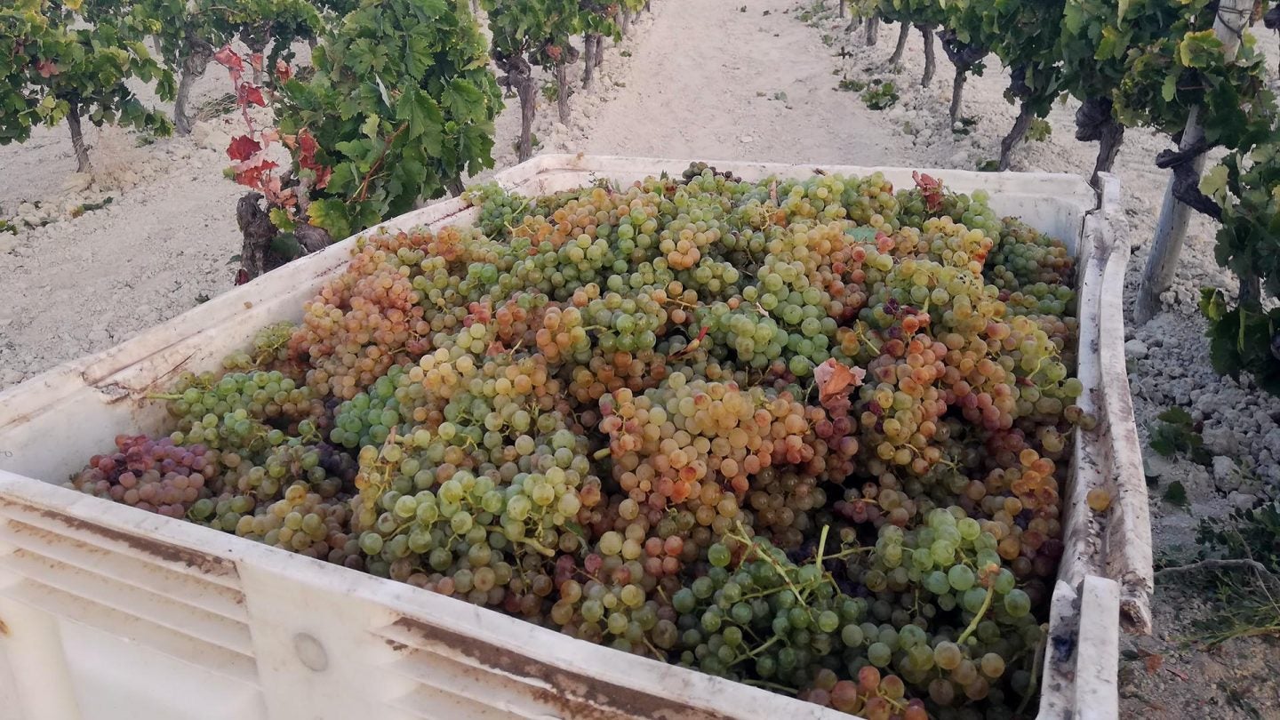 En estos cubos blancos caben casi 500 kilos de uva. 