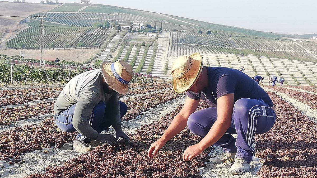 Dos trabajadores volteando los racimos de Pedro Ximénez soleados.