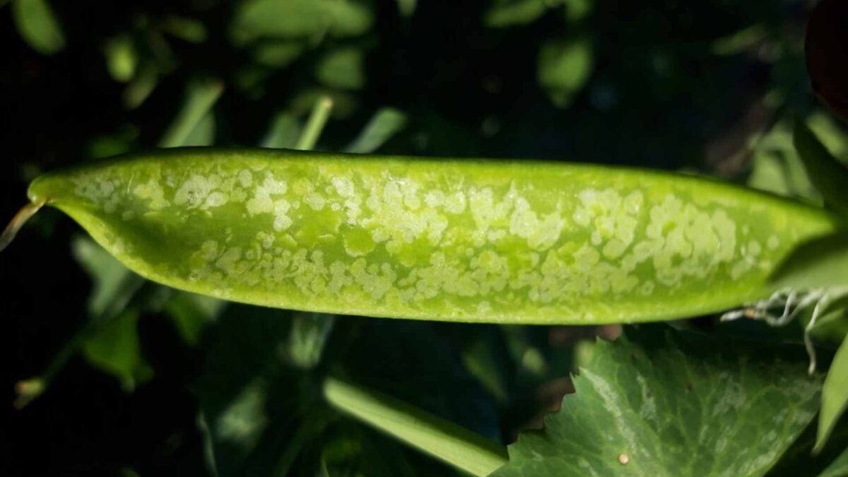 Los guisantes han sido muy dañados por la helada. | Foto: Agustín Gómez / Rafa Monje