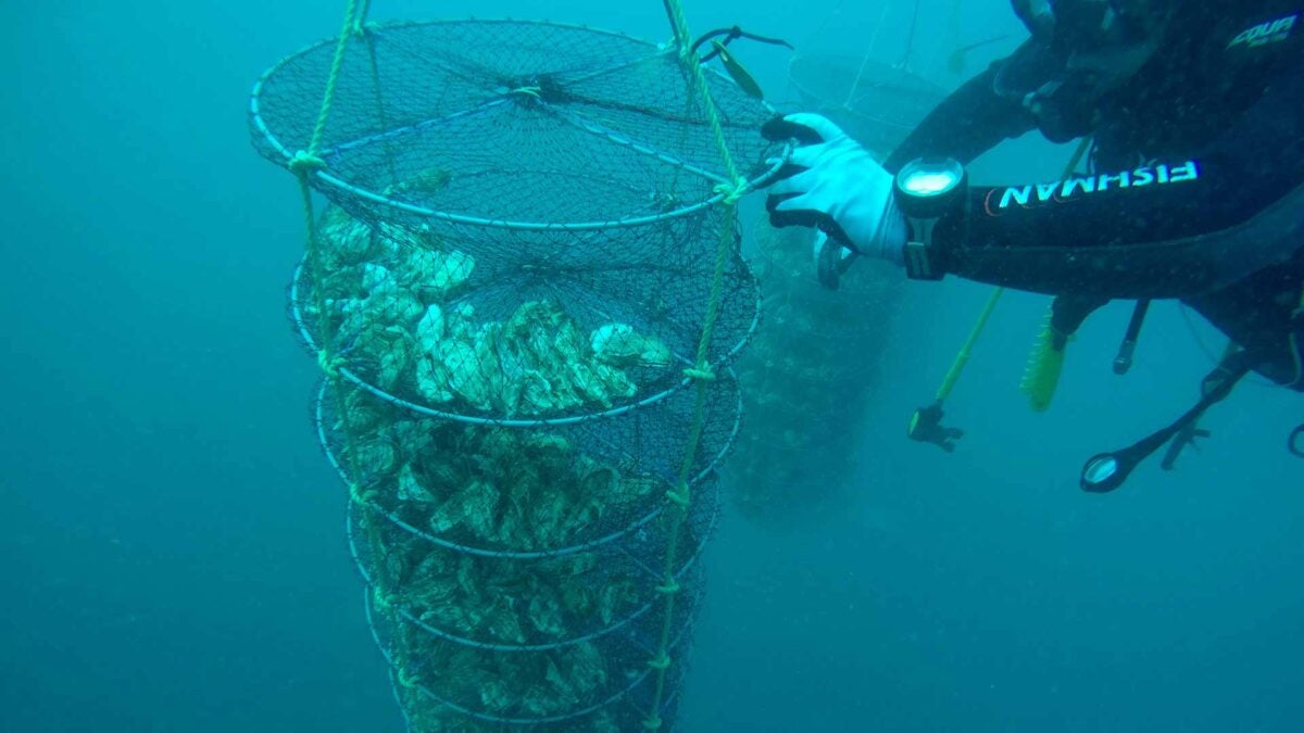 Las ostras se crían a unos siete kilómetros de la costa del puerto pesquero de Conil.