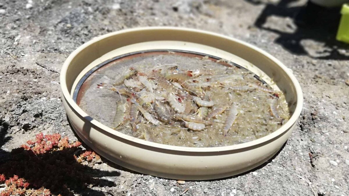 Langostinos y camarones que fueron del estero a la cocina de Marambay.