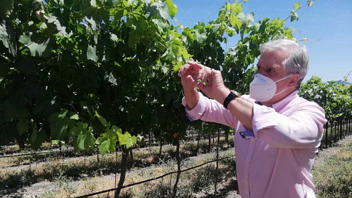 Richard Golding en su viñedo, explicando el peculiar sistema instalado.