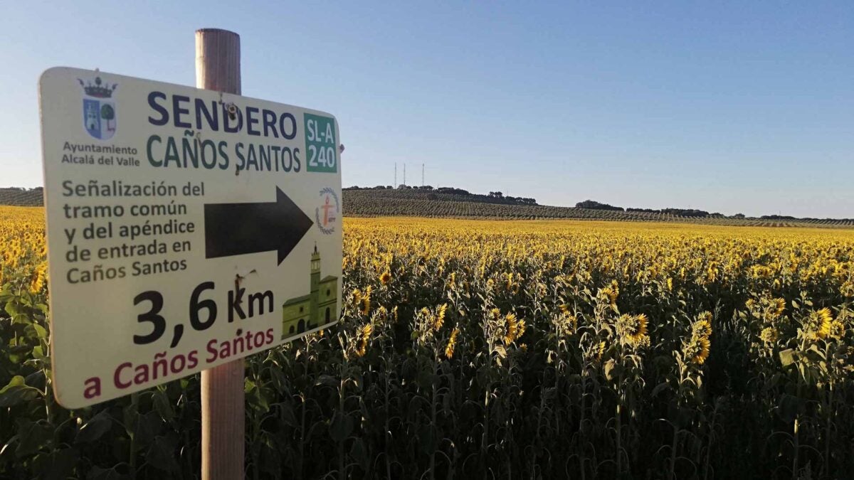 El sendero hasta Caños Santos atraviesa campos de girasoles de Alcalá del Valle.