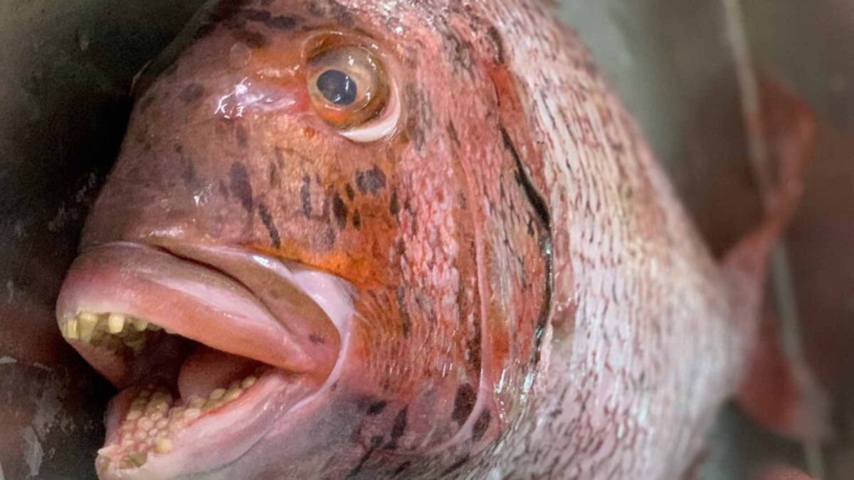 Un ejemplar de urta dentada, cuyo desgaste de la dentadura denota su procedencia roteña debido a su dieta rica en crustáceos y moluscos.