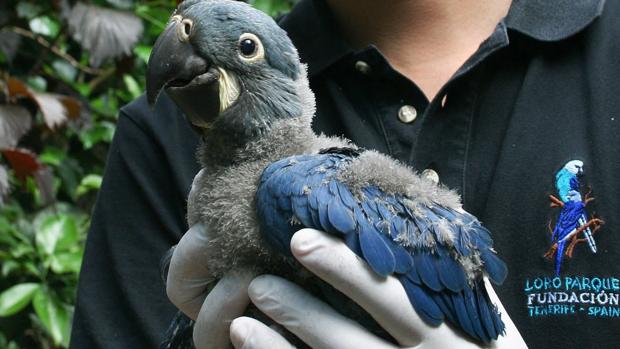 Guacamayo de Lear, primer nacimiento en Europa de esta especie de loro brasileño