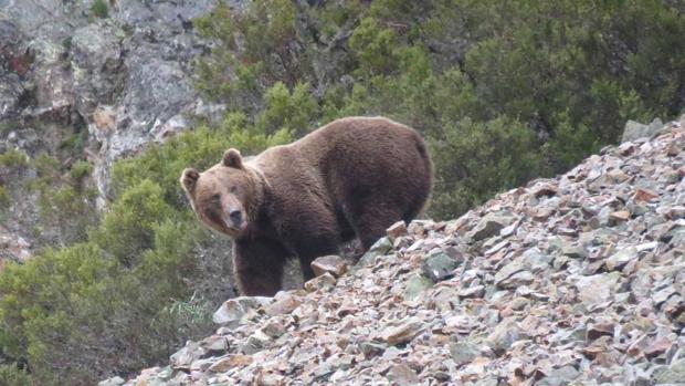 Ejemplar de macho adulto de oso pardo cantábrico