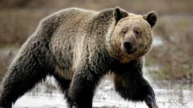 El oso grizzly de Yelowstone vuelve a ser declarado «amenazado»